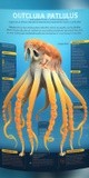 by VELYKIO - gintautas velykis -