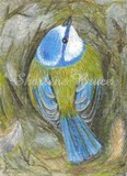 by Sharlene Bruce