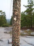 by Terry  Mineer