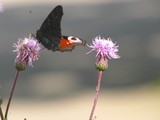 by Heli Aarniranta