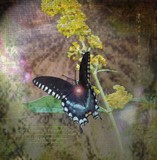 by Patricia Griffin Brett