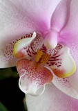 by Maureen Bloesch