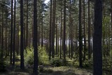 by JAN OLE SÆLØEN