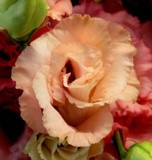 by marie-claire gallet