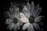 by tracie godri