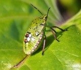 by Marie josé LAURIER