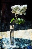 by Randi Grace Nilsberg