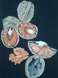by silvia massaiu