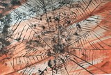 by Dafna Rotstein Shapira
