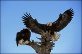 by Harry Eggens