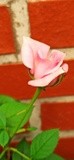 by Mihaela B