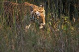 by Vishwas Kumar