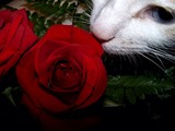 by CS  Moring