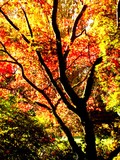 by Joseph Aprile
