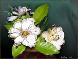 by Jewel Savoy