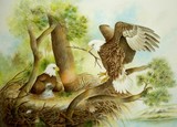 by Jan Howlett