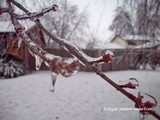 by Fritzie a.k.a. Spydergirl