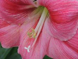by Janet Dickinson