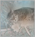 by Sher Richardson