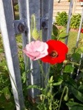 by Mihaela B