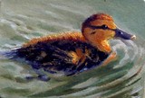by Joyce Geleynse