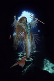by Ben Vienerius
