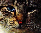 by Patti Jo 