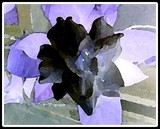 by Brenda Higgins