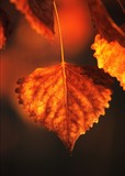 by Greg Summers
