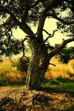 by Astrid van der Eerden