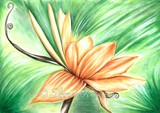 by Linnet Rose