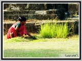 by Tanusree Roy