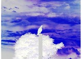 by Julio Colon