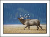 by Peter  Stallard