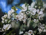 by Cene gál István