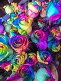 by Elleni Jemaneh Mekasha