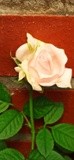 by Mihaela B