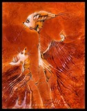 by anita zofia siuda