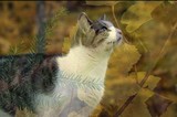 by Donna Vitkauskas