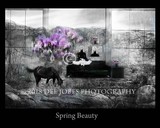 by DEE JOBES PHOTOGRAPHY