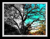 by Analua 