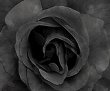 by Cathy Imler