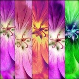 by Nina  Anthonijsz