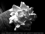 by Misty Bergener