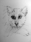 by Dana Koffenberger