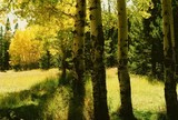 by Randy Schwanke