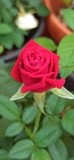 by Mihaela B