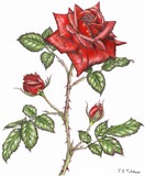by Jane Tutchener
