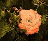 by Meg Murray
