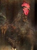 by Judy Olson